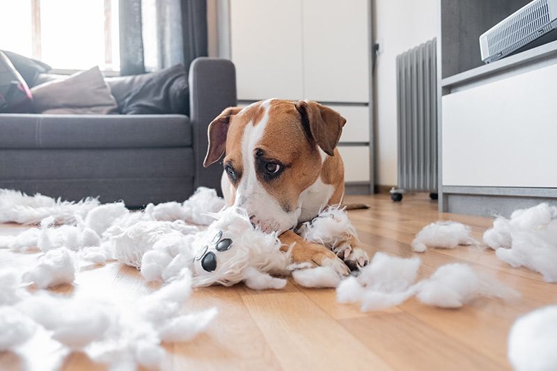 guilty dog destroyed teddy bear